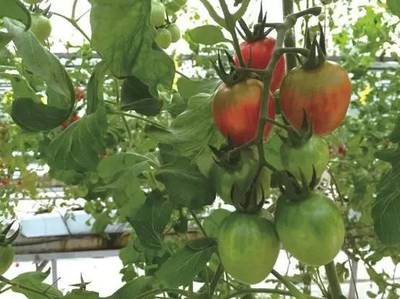 2016年最酷的100項科技創(chuàng)新 內陸水產養(yǎng)殖銷售領域的中國企業(yè)力量