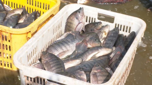 景洪內陸水產養(yǎng)殖 水上春耕按下加速鍵，產銷一體化激活新動能