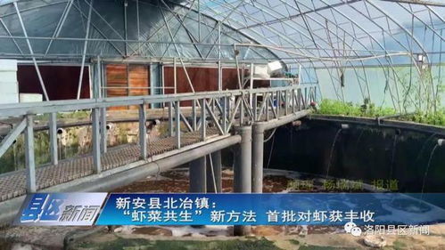 蝦菜共生 內(nèi)陸水產(chǎn)養(yǎng)殖與無(wú)土栽培的完美牽手，實(shí)現(xiàn)年產(chǎn)值7000萬(wàn)元雙豐收