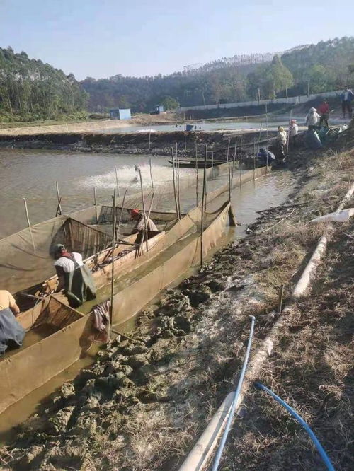 蓬江區榮獲省級水產健康養殖與生態養殖示范區認定，引領內陸水產養殖銷售新風向